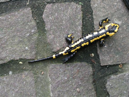 nature fire salamander amphibian