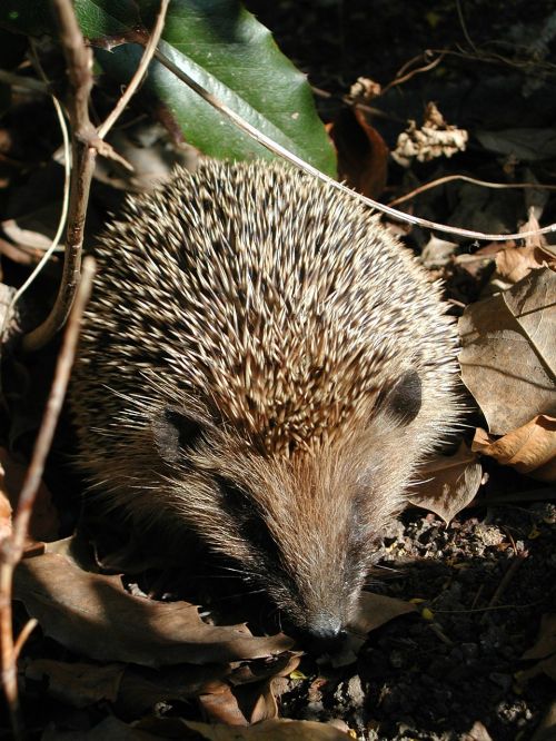 nature animal hedgehog