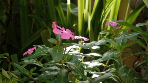 nature flower garden