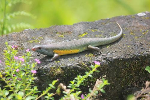 nature yellow lizard