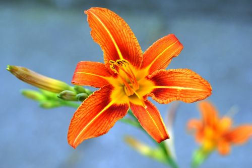 nature summer flower