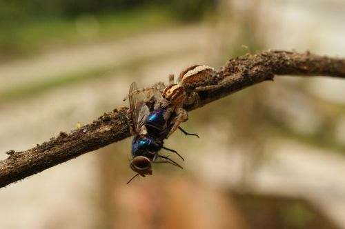 nature insects spider