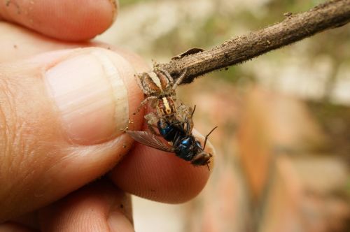 nature insects spider