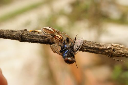 nature insects spider