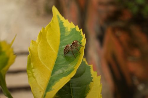 nature insects spider