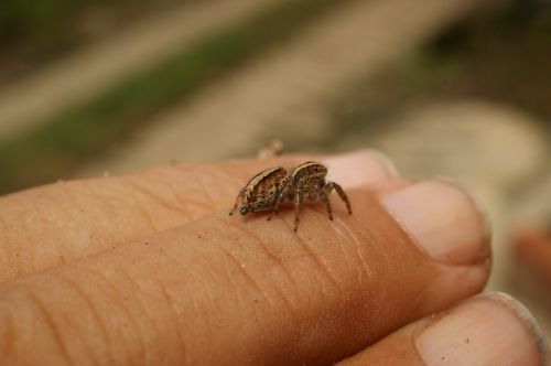 nature insects spider