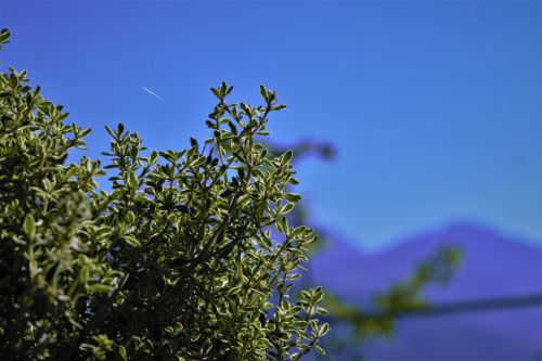 nature bush plant