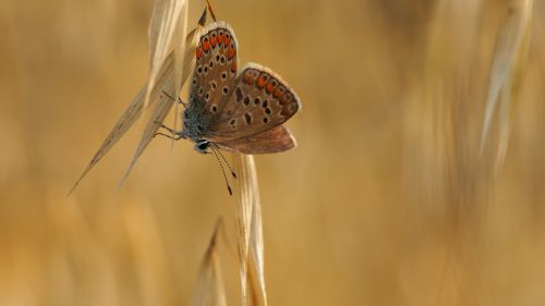 nature insects butterfly