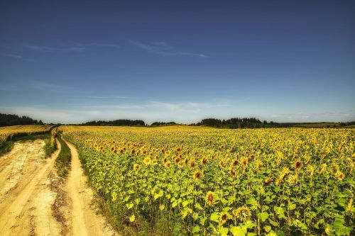 nature landscape field