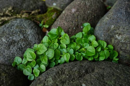 nature leaves mint