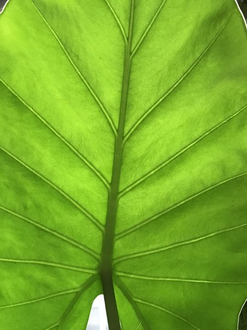 nature leaf green