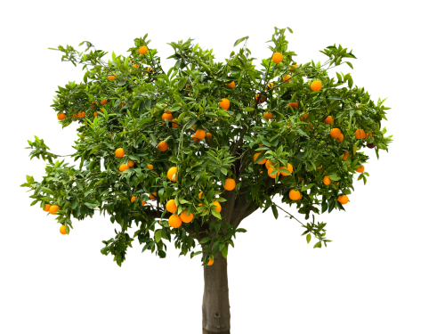 nature tree orange