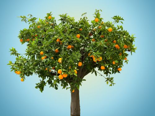 nature tree orange