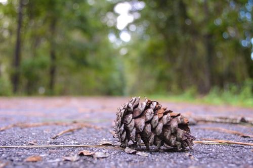 nature trail landscape