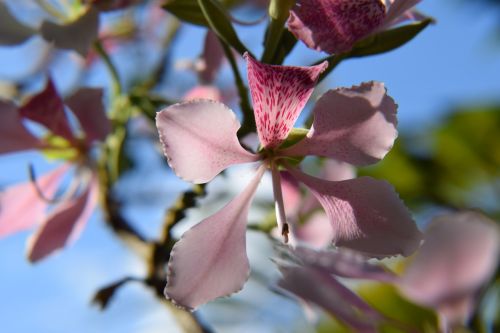 nature plant orchid