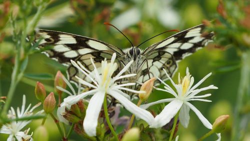 nature insects butterfly