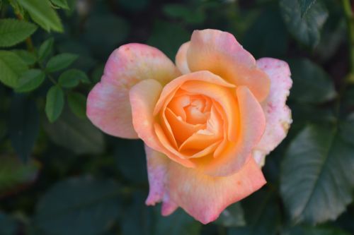 nature flower rose