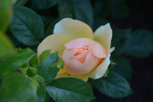 nature flower rose