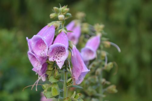 nature flower thimble