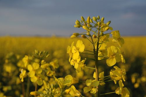 nature canola field flower