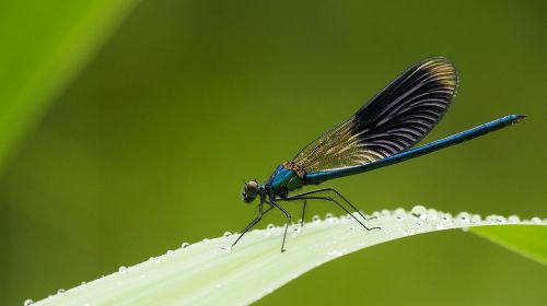 nature insects dragonfly