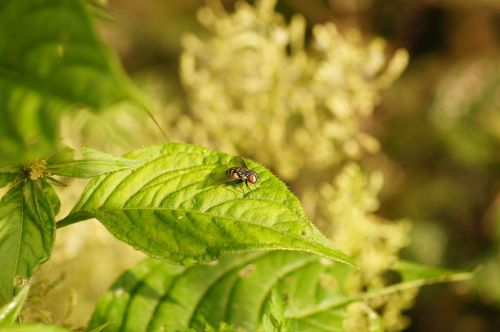 nature insects cocora