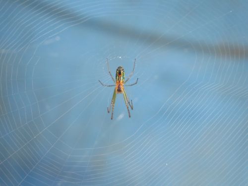 nature insects colombia