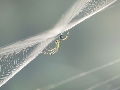 nature insects colombia