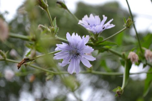 nature plant flower