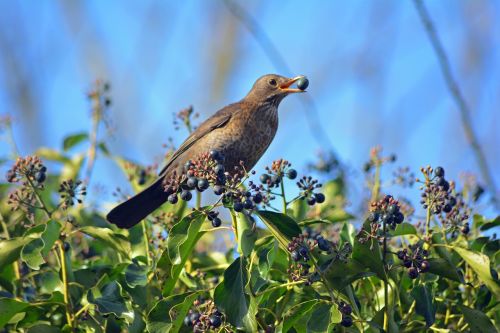 nature birds fauna