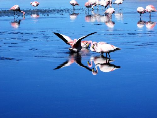 nature flamingos water bird