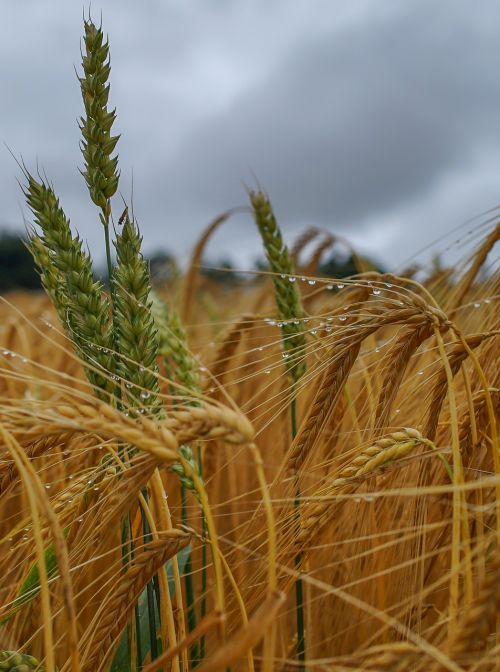 nature cereals barley