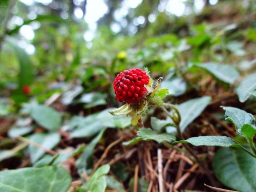 nature berry plant