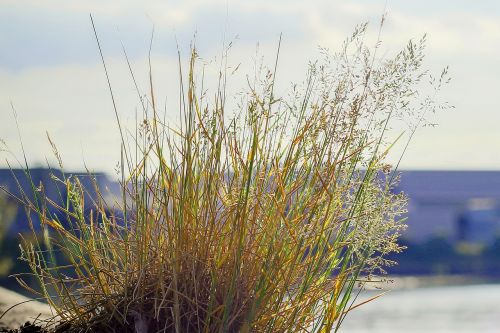 nature blades of grass meadow