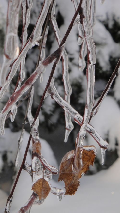 nature winter snow