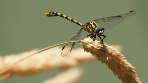 nature insects dragonfly