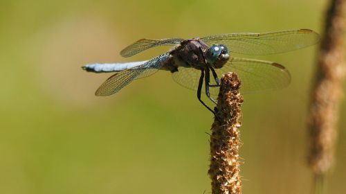 nature insect dragonfly