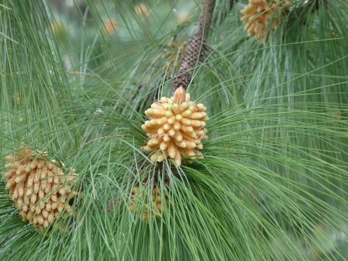 nature fruits tree