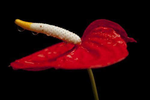 nature flower anthurium