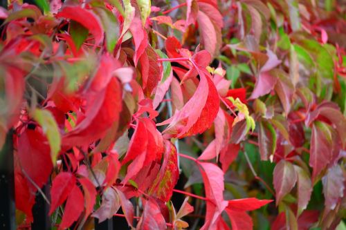 nature leaves autumn