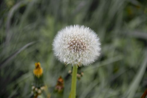 nature dandelion spring