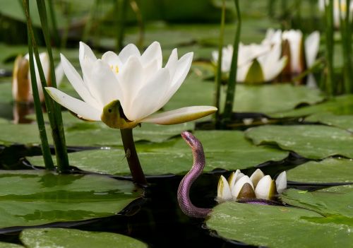 nature flower water lily
