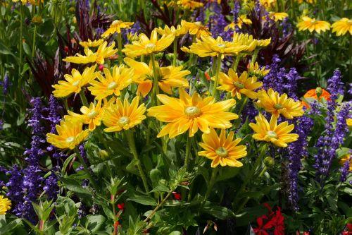 nature flowers plant