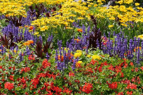 nature flowers plant