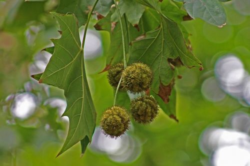 nature leaves fruits