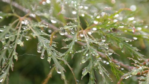 nature drop of water green