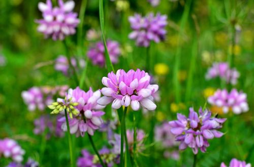 nature spring flowers