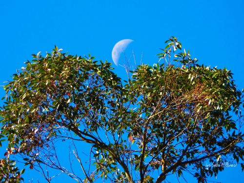 nature tree moon