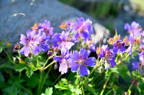 nature flower plant