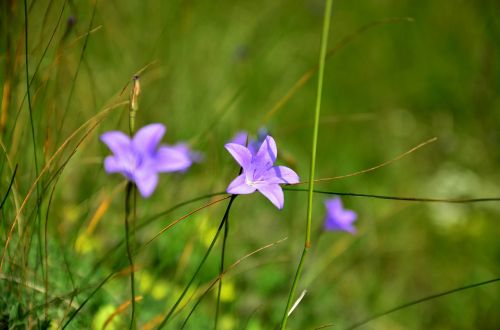 nature flower plant